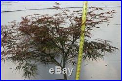 Ever Red Lace-Leaf Japanese Maple Bonsai Tree (One-Of-A-Kind Specimen Tree)
