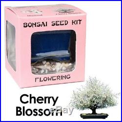 Eves Flowering Cherry Blossom Bonsai Seed Kit Eves Garden, Inc New