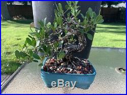 Excellent Shohin Style Buttonwood Bonsai Wired & Styled