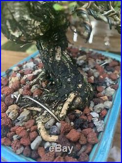 Excellent Shohin Style Buttonwood Bonsai Wired & Styled