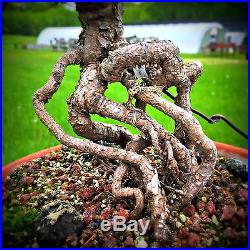 Exposed Root Grafted Japanese White Pine by New England Bonsai Gardens