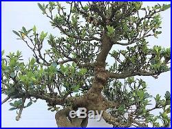Exposed Root Satsuki Azlaea Bonsai tree Rhododendron Indicum