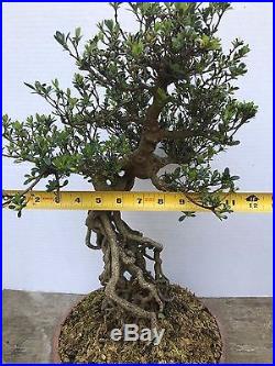Exposed Root Satsuki Azlaea Bonsai tree Rhododendron Indicum