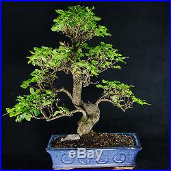 Extra Large Chinese Privet Bonsai Tree Ligustrum Sinense # 0021