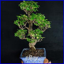 Extra Large Chinese Privet Bonsai Tree Ligustrum Sinense # 0021