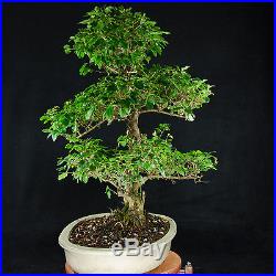 Extra Large Chinese Privet Bonsai Tree Ligustrum Sinense # 0851