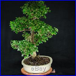 Extra Large Chinese Privet Bonsai Tree Ligustrum Sinense # 0851