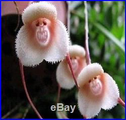 FD940 Rare Monkey Face Orchid Flower Seeds Plant Seed Bonsai New Arrival 10PCs