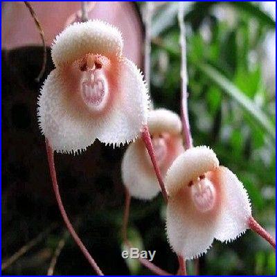 FD940 Rare! Monkey Face Orchid Flower Seeds Plant Seed Bonsai New Arrival 10PCs