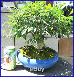 Fat Chinese Elm for mame shohin bonsai tree Big trunk