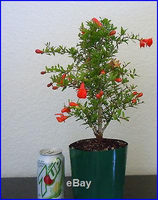 Fat Dwarf pomegranate tree for shohin mame bonsai multiple listing in bloom