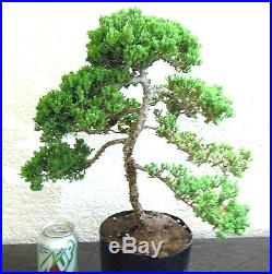 Fat Japanese Juniper for shohin mame bonsai tree thick trunk great shape