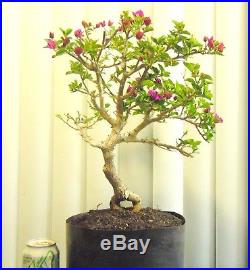 Fat Purple blooming Bougainvillea for unique shohin mame bonsai tree thick trunk
