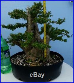 Fat Trunk Nia Neea Buxifolia Pre Bonsai Tree