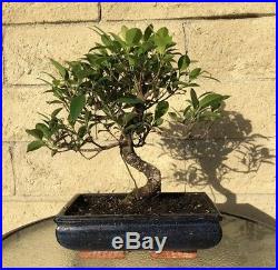 Ficus Bonsai Tree 15 Year Old Indoor/Outdoor S-Shaped Curved Plant Large Big