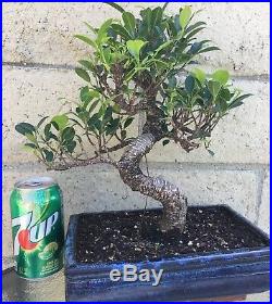 Ficus Bonsai Tree 15 Year Old Indoor/Outdoor S-Shaped Curved Plant Large Big