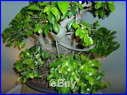 Ficus Bonsai Tree Indoor/Outdoor