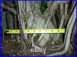 Ficus Bonsai Tree Indoor/Outdoor