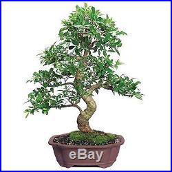 Ficus Bonsai Tree Plant Golden Gate Tropical Indoor Houseplant Best Gift 20 Year