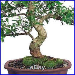 Ficus Bonsai Tree Plant Golden Gate Tropical Indoor Houseplant Best Gift 20 Year