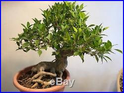 Ficus Bonsai Tree, Unique Style