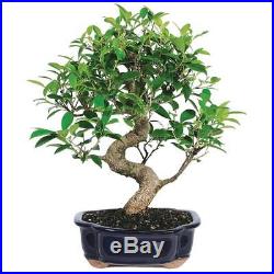 Ficus Bonsai Tropical Tree Indoor Plant Golden Gate Large 7 Years Old