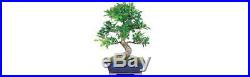 Ficus Bonsai Tropical Tree Indoor Plant Golden Gate Large 7 Years Old