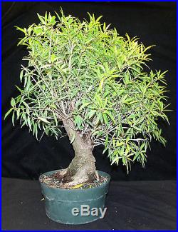 Ficus Nerifolia Bonsai