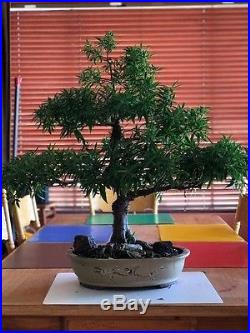 Ficus Nerifolia Bonsai Specimen