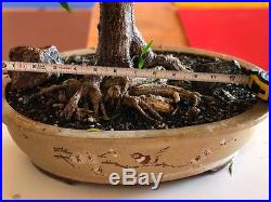 Ficus Nerifolia Bonsai Specimen
