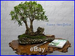 Ficus Nerifolia Bonsai Tree #43827