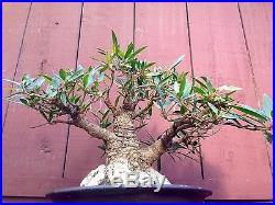 Ficus Nerifolia Willow Leaf bonsai specimen
