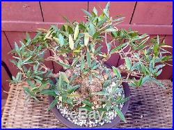 Ficus Nerifolia Willow Leaf bonsai specimen