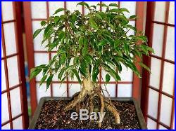 Ficus Phillippinensis Bonsai Aprox 15years Old Amazing 10roots Over Rock