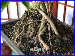 Ficus Phillippinensis Bonsai Aprox 15years Old Amazing 10roots Over Rock