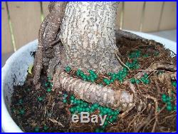 Ficus Retusa-Tiger Bark-specimen lrg. Nice
