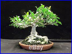 Ficus Tiger Bark Bonsai
