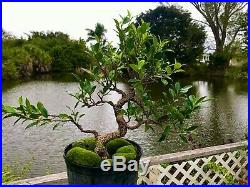 Ficus Tiger Bark Bonsai Tree S Trunk 12 years / 2 Base trunk In /Outdoor
