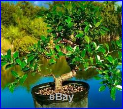 Ficus Tiger Bark Bonsai Tree S Trunk 12 years / 2 Base trunk In /Outdoor