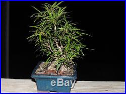 Ficus Willow Leaft Bonsai