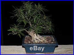 Ficus Willow Leaft Bonsai