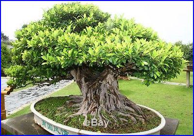 Ficus benghalensis Bonsai Indian Banyan Tree seeds(300)