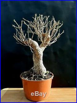 Ficus microcarpa Bonsai A special tree Very old plant