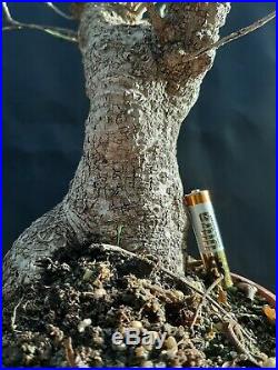 Ficus microcarpa Bonsai A special tree Very old plant