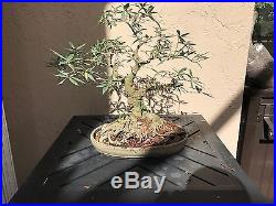 Ficus nerifolia (Chumono Size) Bonsai Tree Undeniable Great Age