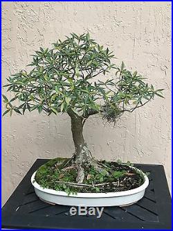 Ficus nerifolia (Willow Leaf) Bonsai Tree Specimen Shows Great Age
