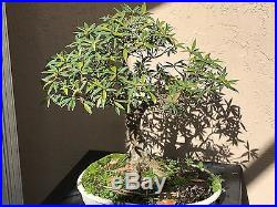 Ficus nerifolia (Willow Leaf) Bonsai Tree Specimen Shows Great Age
