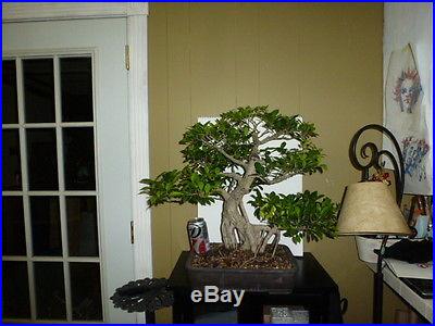 Ficus retusa banyan style bonsai