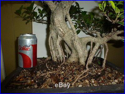 Ficus retusa banyan style bonsai