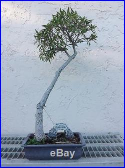 Ficus willow leaf
